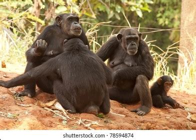 3,308 Chimpanzee Family Images, Stock Photos & Vectors | Shutterstock