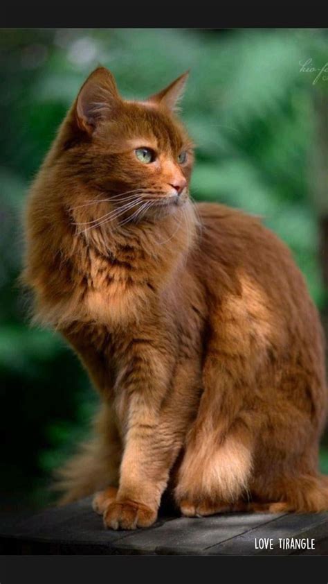 This Cute Somali Cat 🐱 : r/cutecats