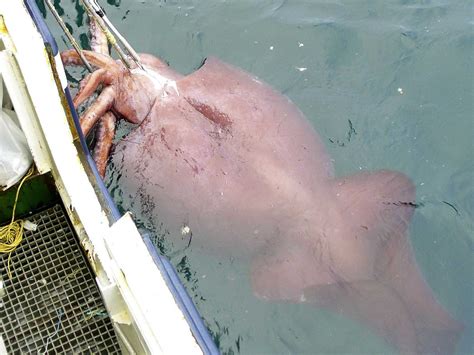Dissecting The Colossal Squid Kraken - Business Insider