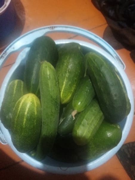 Продам огурцы домашние, 100руб.за кг. | #baraholka|горно-алтайск ...