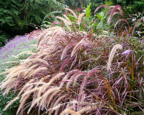 Pennisetum advena "Rubrum" | GardensOnline