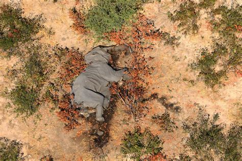 365 Elephants Died in Botswana. The Cause Is a Mystery - The New York Times