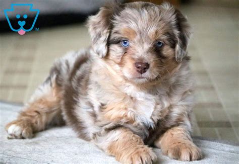 Toy Aussiedoodle Puppies Texas | Wow Blog