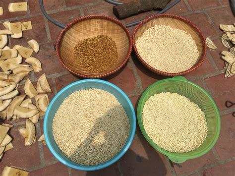 hat dau tam   san xuat boi le anh shop