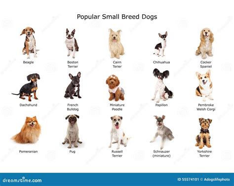 collection  popular small breed dogs stock image image  corgi