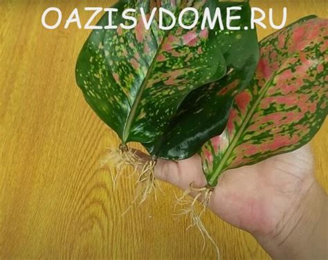 Аглаонема: лучшие сорта с их фото, уход и размножение в домашних условиях