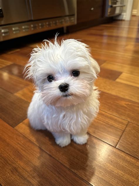 baby maltese close newborn maltese dog beautiful dog color white baby
