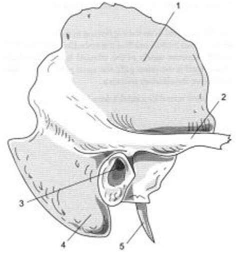 Axial Skeleton - Skull Flashcards - Cram.com