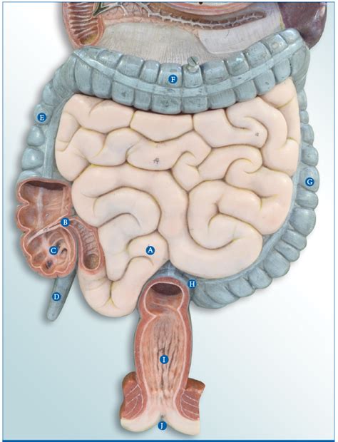 Large intestine Diagram | Quizlet