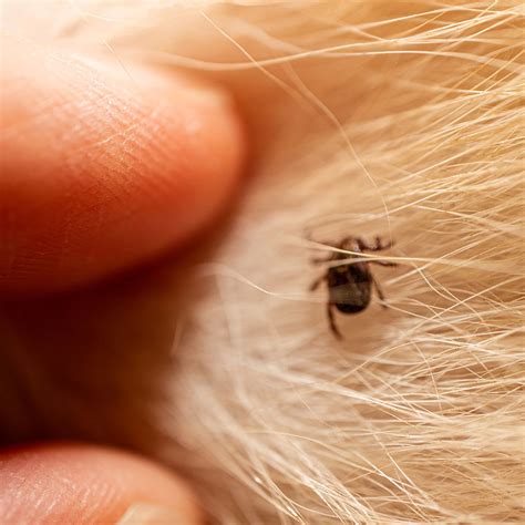 Carrapato E Cachorro - Carrapato Em Cachorro: O Guia Completo Para o Combate e Prevenção