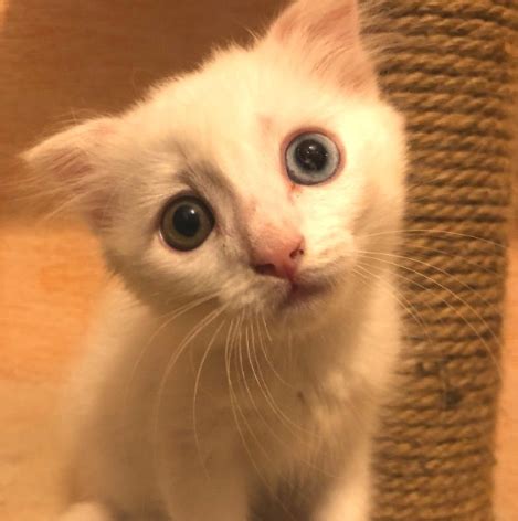 Маленькие котики становятся взрослыми котами / Питомцы