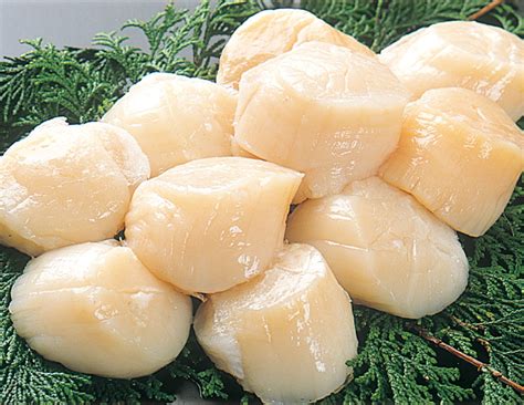 ホタテ貝柱 500g Mサイズ 15個前後 （冷凍・刺身用） | 福田海産