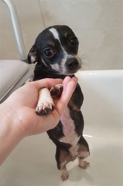 Dog Poison Ivy Treatment How To Reduce Your Dog's Risk Of Getting,