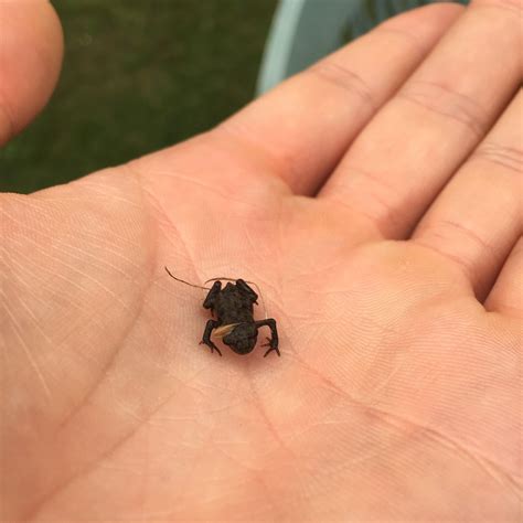 I see your tiny toad and I raise you - a tiny toad with dry grass on