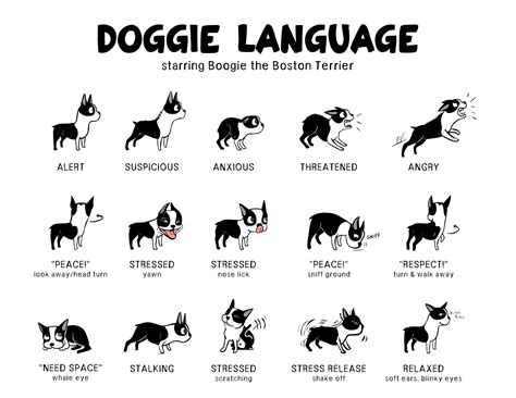Dog Body Language Explained at Henry Lymburner blog