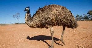 Australia Dangerous Animals - AnimalBehaviorCorner