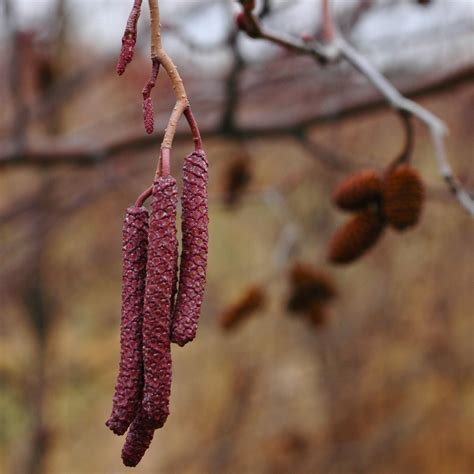 Alnus incana subsp. rugosa - Possibility Place