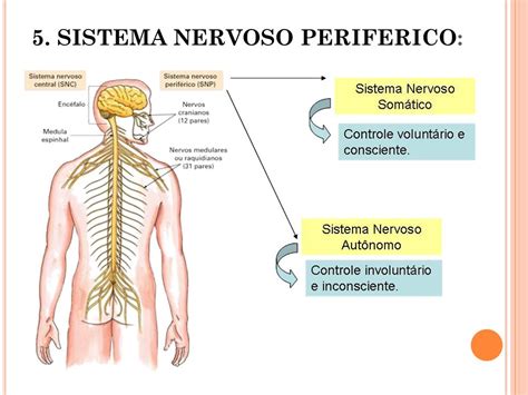 Diferença Entre O Sistema Nervoso Central E Periferico