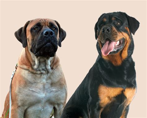 Mastiff Rottweiler Mix