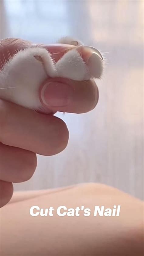 How to cut your cat s nails at home – Artofit