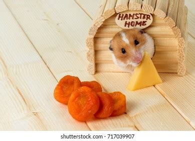 513 Hamster Eat Cheese Images, Stock Photos & Vectors | Shutterstock