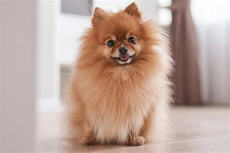 Pomerania: 15 cosas que no sabes del perro "toy" | FeelCats