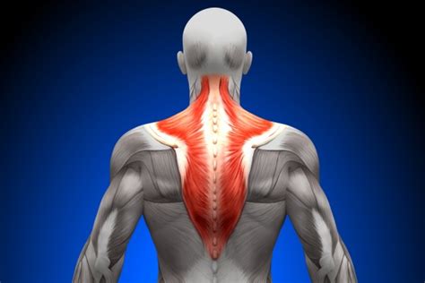 Trapeziussyndroom - Aandoeningen - Chiropractor Bruno Bertrand ...