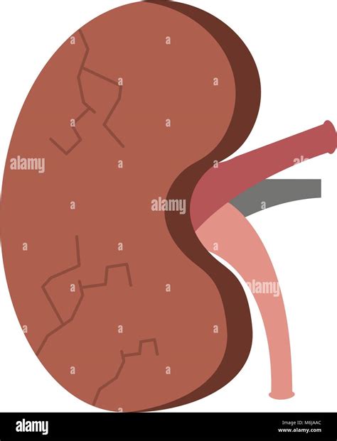 cartoon human kidney sick character Stock Vector Image & Art - Alamy