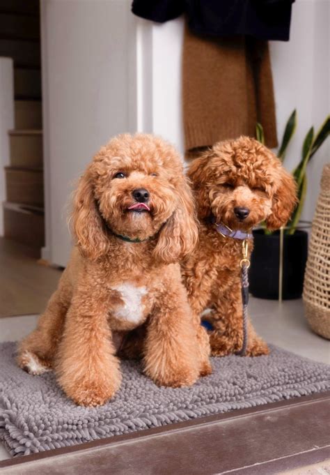 how to leave your dog alone in the house