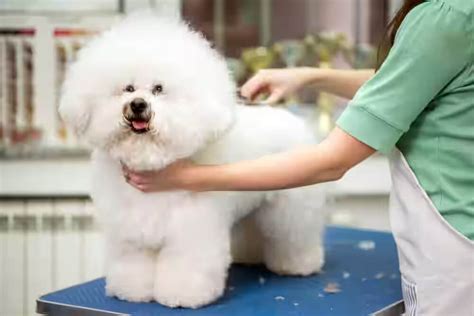 how to calm a dog for grooming