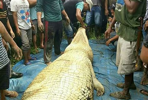 20-Foot Crocodile Killed Indonesian Villager, Reptile's Belly Reveals ...