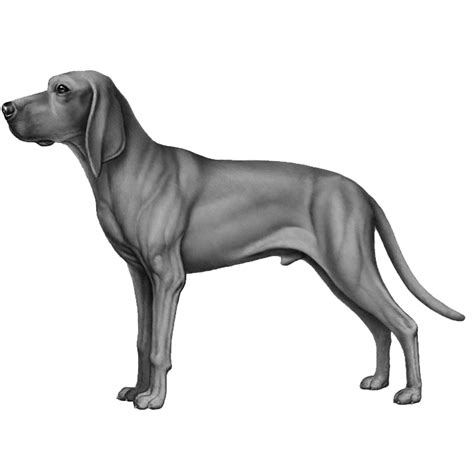 Redbone Coonhounds: Dog breed info, photos, common names, and more ...
