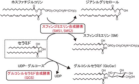 journal  japanese biochemical society