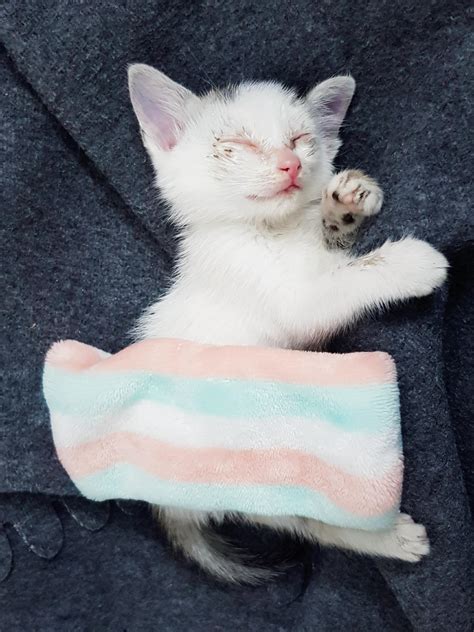 Kitty. : r/kitty