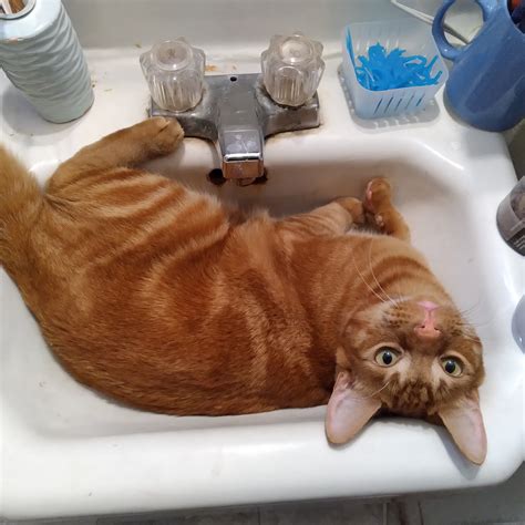 Gizmo chilling in the sink : r/aww