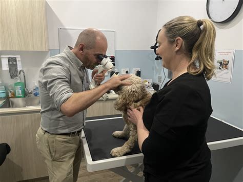 animal ophthalmology clinic 11