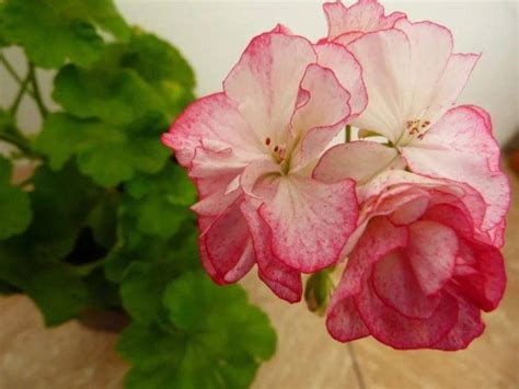 Princess Sandra Пеларгония Фото И Описание – Telegraph