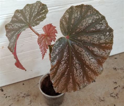 Begonia Irene Nuss | Бегония