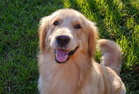 golden retriever dog  ideas whats hot