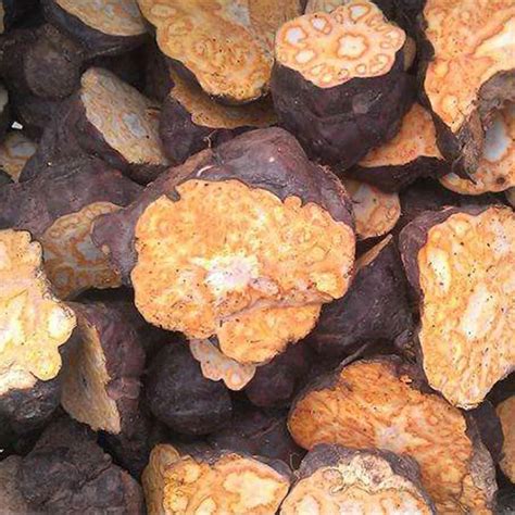 What is polygonum multiflorum extract and why is it used on the skin?