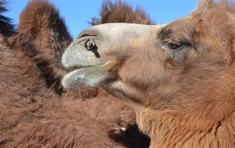 What has two humps and isn’t a Bactrian camel?