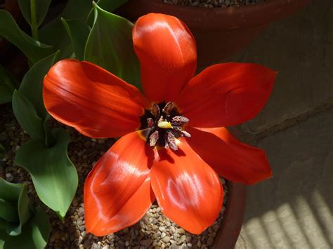 Wirtualny atlas roślin: Tulipan Fostera / Tulipa fosteriana