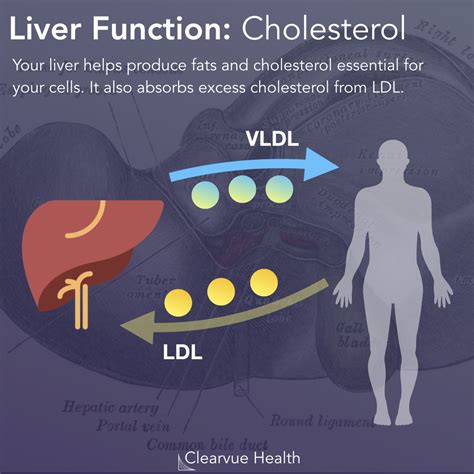 5 Slides | Top 5 Functions of the Liver | Visualized Science