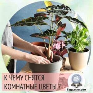 Сонник: комнатные цветы