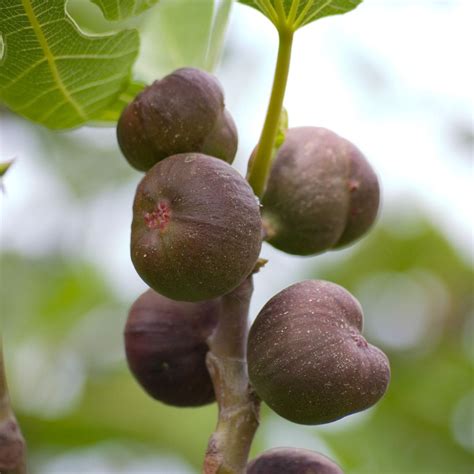 Fig Tree Care Guide – How And When To Plant Fig Trees, 41% OFF