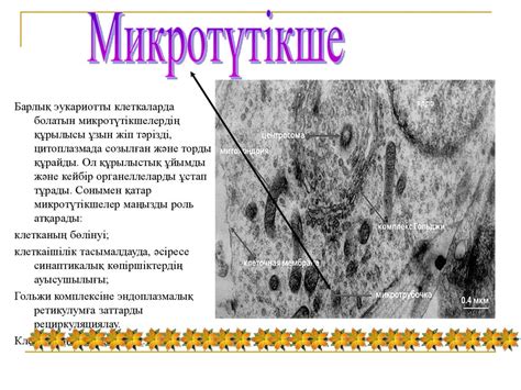 Цитоқаңка. Микротүтікшелер және центросома - презентация онлайн