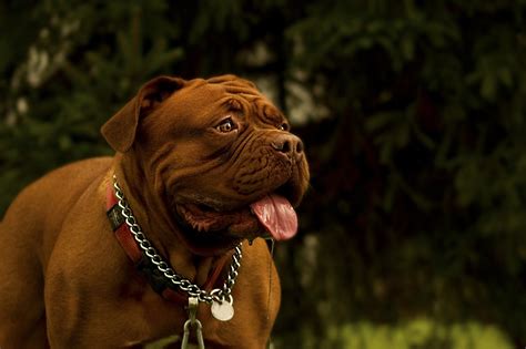 Mastiff Training Tips| Canna-Pet®