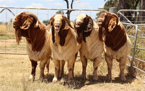 Boer Goat Farming