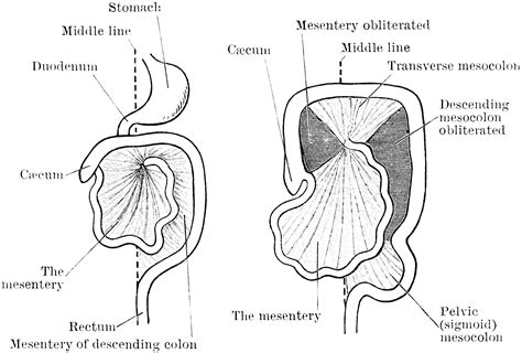 Development of the Mesenteries | ClipArt ETC