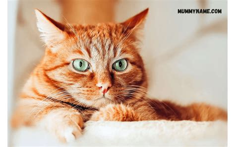 300+ The Best Ginger Cat Names For Your Cute Kitty - Mummy Name